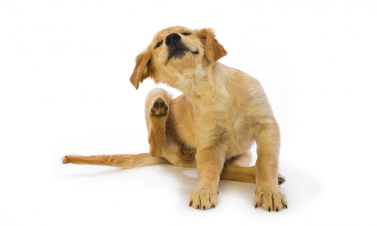 Il tuo amico cane si gratta? Avrà prurito? Tra mito e realtà